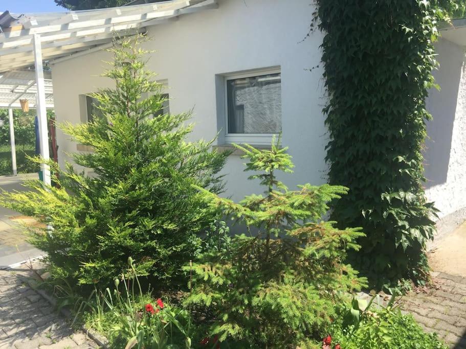 Kleines Haeuschen Am Garten In Darmstadt Exteriör bild